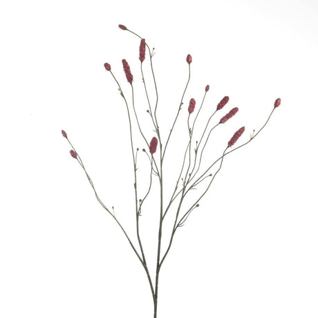Sanguisorba magenta x14 109 cm