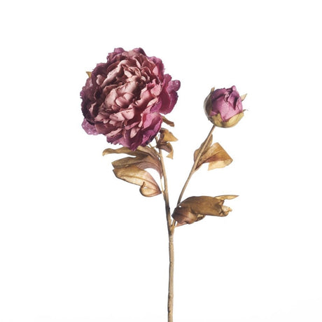 Peony Dried purple x2 71 cm