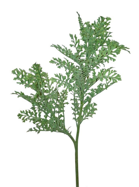 Senecio grey 61 cm