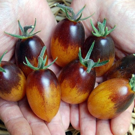 Körsbärstomat 'Indigo Kumquat' F1 10,5cm kruka