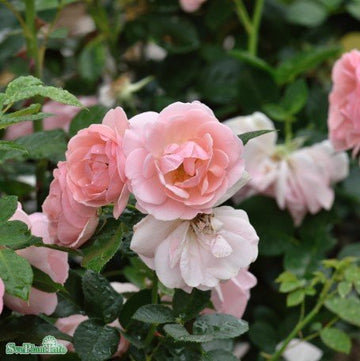 Floribundaros 'Astrid Lindgren' 1-pack barrot