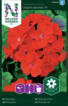 Pelargon 'Inspire Scarlet' F1