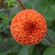 Pompon Dahlia 'Bantling' 1st
