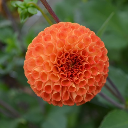 Pompon Dahlia 'Bantling' 1st