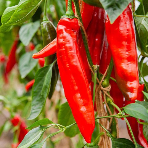 Jättesnackpaprika 'Manati Red' F1 10,5cm kruka
