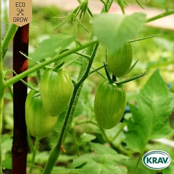Miniplommontomat 'Artisan Green Tiger' KRAV-märkt
