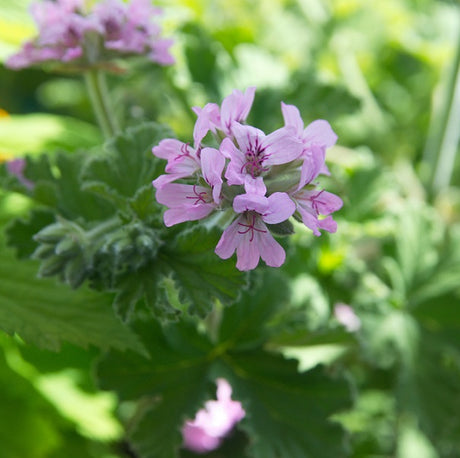 Doftpelargon 'Attar of Roses' 12cm kruka