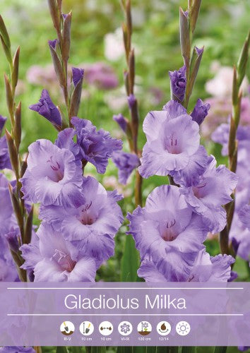 Gladiolus 'Milka' 7st