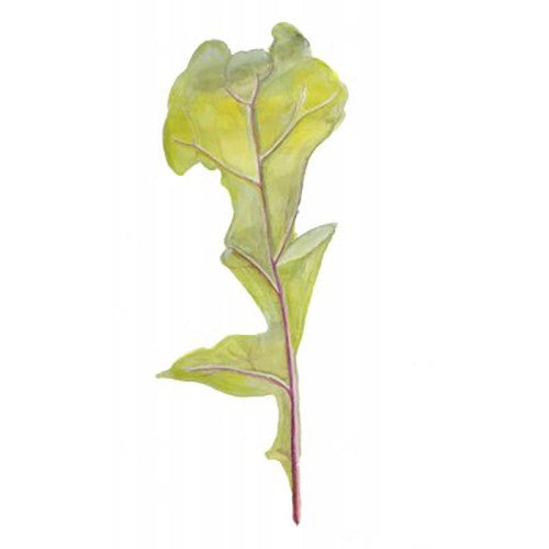 Ruccola Svenskodlat frö