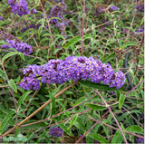 Syrenbuddleja 'Nanho Blue' 1-pack i kruka