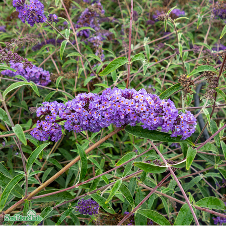 Syrenbuddleja 'Nanho Blue' 1-pack i kruka