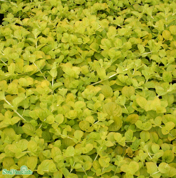 Penningblad 'Goldilocks' 12cm kruka