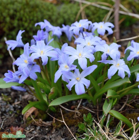Vårstjärna 'Blue' 25st