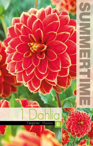 Dekorativ Dahlia 'Maxime' 1st