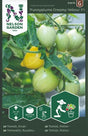 Kruktomat 'Funnyplums Creamy Yellow' F1