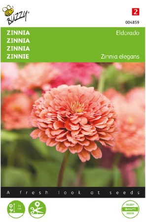 Zinnia 'Eldorado'