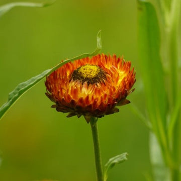 Ringblomma 'Green Heart'