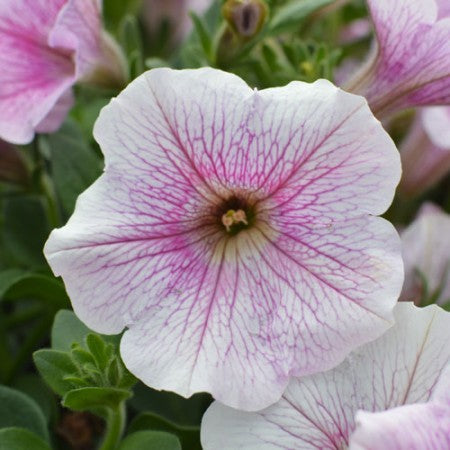 Petunia 'Surfinia Classic Sweet Pink' - 3 plantor