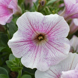Petunia 'Surfinia Classic Sweet Pink' - 3 plantor