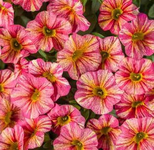 Minipetunia 'Superbells Tropical Sunrise' - 3 plantor