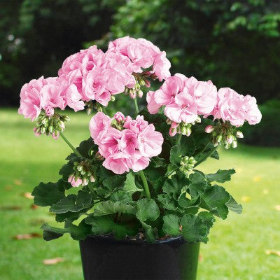 Zonalpelargon 'Pactina Emilia' 3st sticklingar