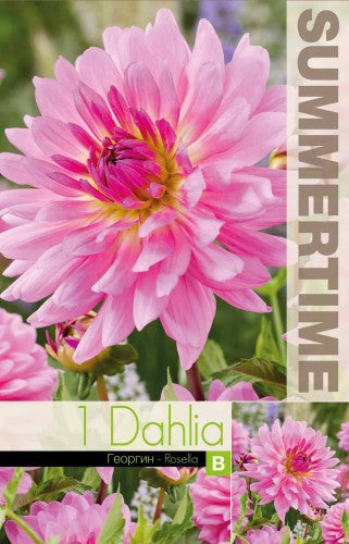 Dekorativ Dahlia 'Rosella' 1st