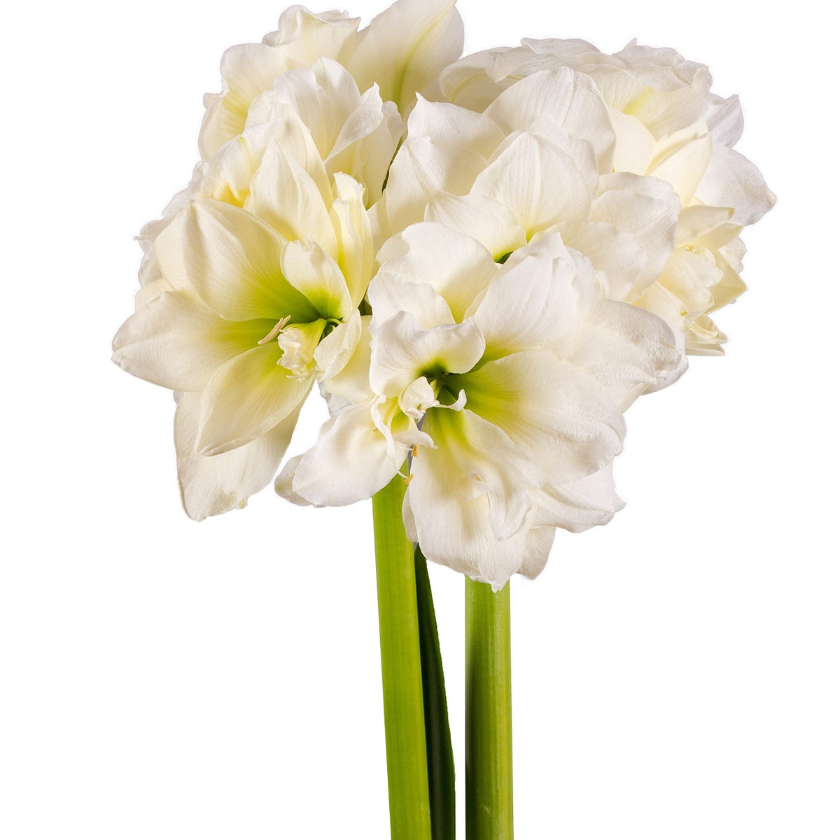 Afrikansk Amaryllis 'Alfresco' 1st