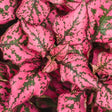 Rosenstänk 'Hippo Rose' 10,5cm kruka