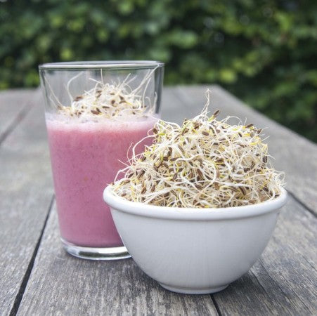 Sproutly: EKO Fänkålsfrön 80g