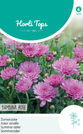 Sommaraster 'Bambina Rose'