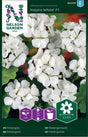 Pelargon 'Inspire White' F1 frö