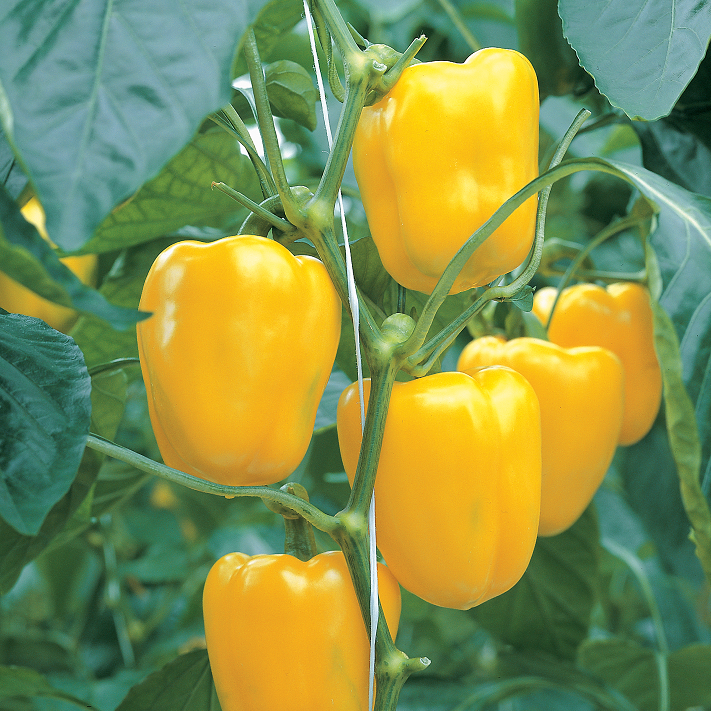 Paprika 'Fiesta' F1 Frö