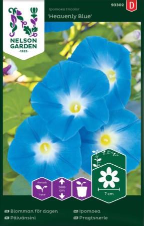 Blomman för dagen 'Heavenly Blue'