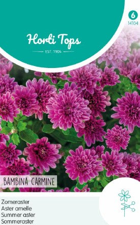 Sommaraster 'Bambina Carmine'