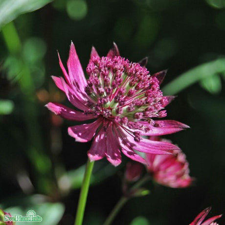 Stjärnflocka 'Claret' 9cm kruka