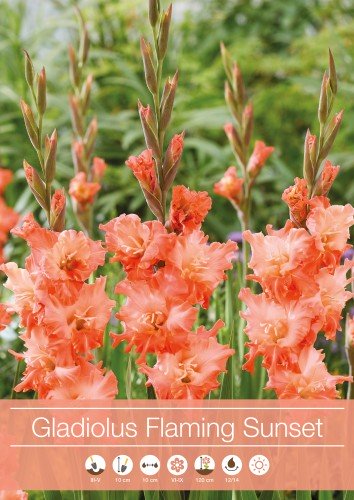 Gladiolus 'Flaming Sunset' 7st