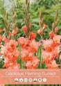 Gladiolus 'Flaming Sunset' 7st
