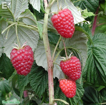 Hösthallon 'Elektra' E Jumboplugg