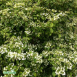 Klätterhortensia co 1-pack