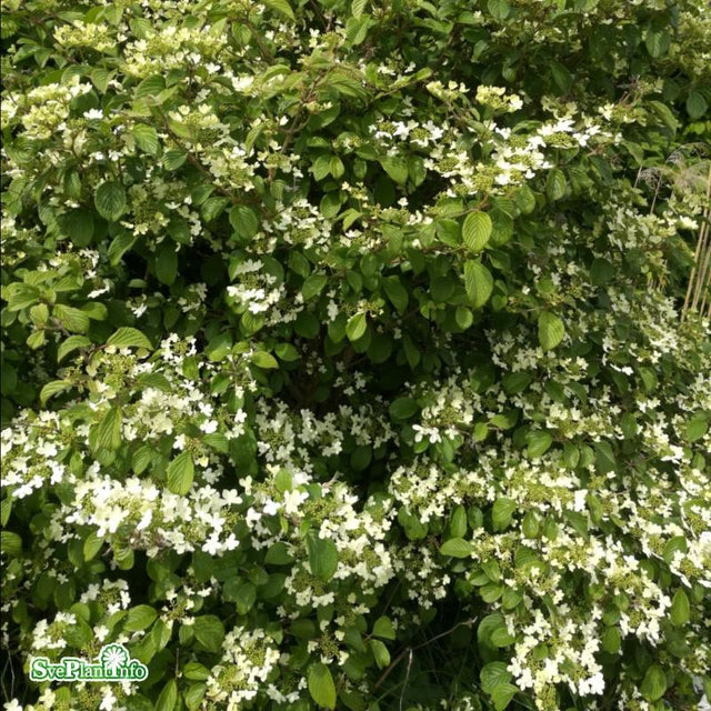 Klätterhortensia co 1-pack
