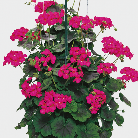 Spaljépelargon 'Antik Violet' 3st sticklingar