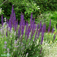 Stäppsalvia 'Caradonna' 6-pack i kruka