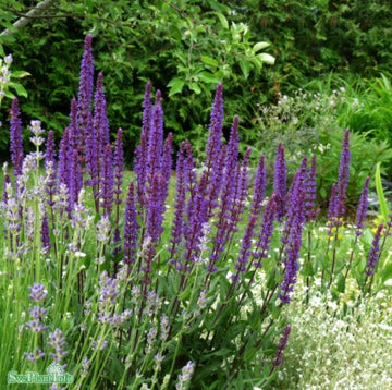 Stäppsalvia 'Caradonna' 15-pack i kruka