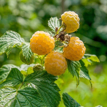 Hösthallon 'Fallgold' 5-pack i kruka