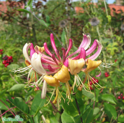 Vildkaprifol co 1-pack