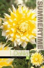 Dekorativ Dahlia 'Grand Prix' 1st