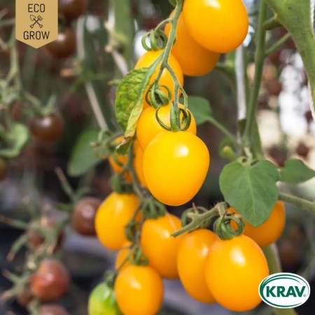 Körsbärstomat 'Galina' KRAV-märkt