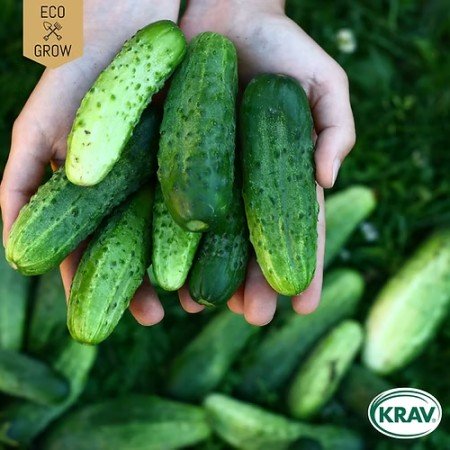 Druvgurka 'Dar' KRAV-märkt