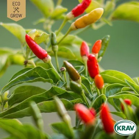 Chilipeppar 'Kusburnu' KRAV-märkt