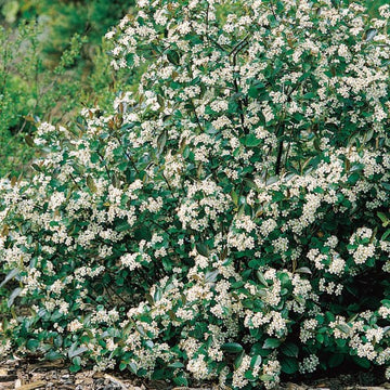 Svartaronia 'Hugin' 10-pack i kruka